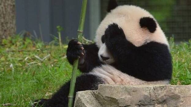 La osa panda del zoo de Taipei finge estar embarazada para lograr privilegios