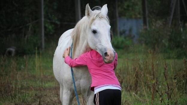 Un estudio revela que los caballos pueden reconocer las emociones humanas