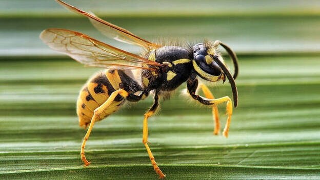 Un tercio de los pacientes que sufren una reacción alérgica grave por veneno de avispas o abejas no acude al alergólogo