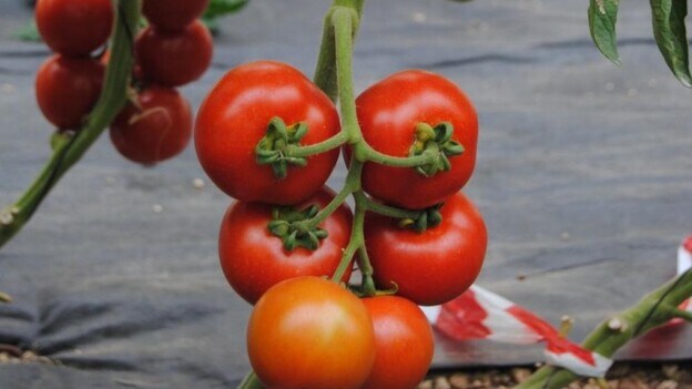 Un largometraje narrará la historia del cultivo del tomate en Canarias
