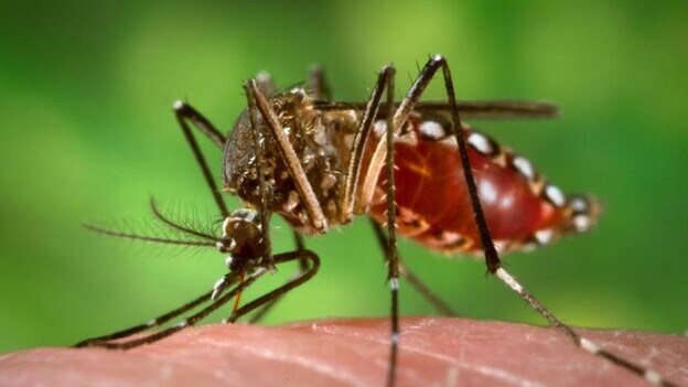 Controlado, pero no erradicado el mosquito del dengue en Fuerteventura