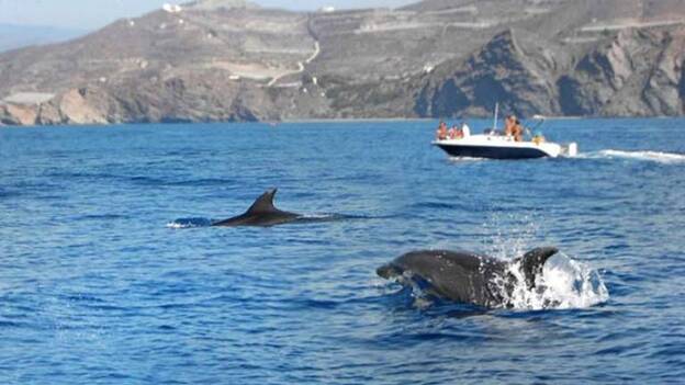 El 20 % de muertes de cetáceos se debe al tráfico marítimo, la pesca y basura