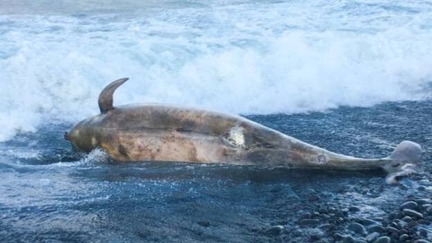Canarias registra 4,6 animales varados al año por colisión con barcos