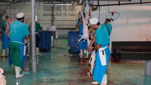 Los ganaderos de Fuerteventura tienen que recurrir a mataderos de Gran Canaria