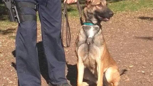 Katrina, de cachorro abandonado a perra policía