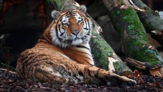 Un tigre da positivo en un zoo de Nueva York