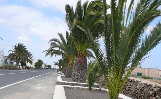 El Ayuntamiento de La Oliva censa, trata y pone riego a 3.000 palmeras