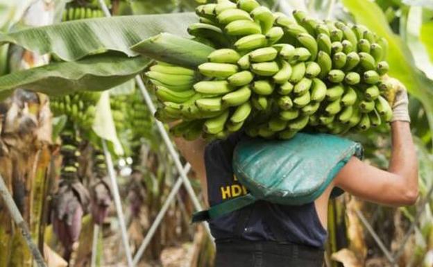 Plátano de Canarias advierte del peligro si la UE recorta las ayudas a las RUP