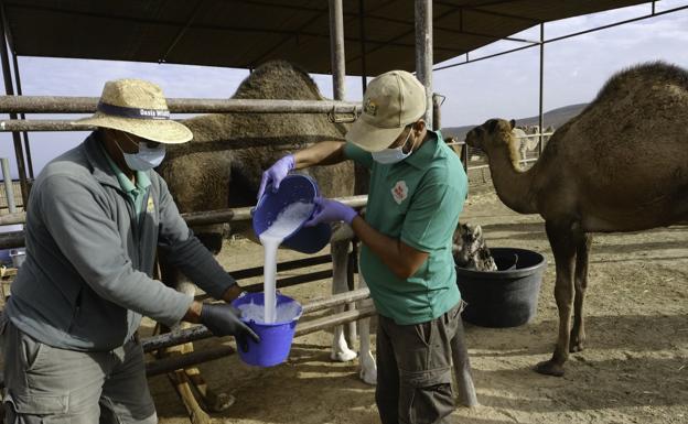 La leche de camella es hipocalórica. Ayer ordeñaron en la granja de Goroy, en el municipio de Puerto del Rosario. 
