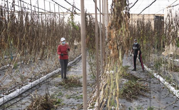 Estado en el que el mildiu dejó una de las explotaciones tomateras de La Aldea. / JUAN CARLOS ALONSO