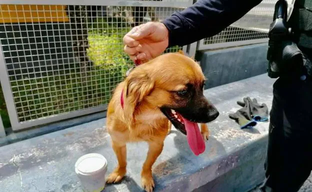 Salvan a un perro hallado en un contenedor en La Laguna