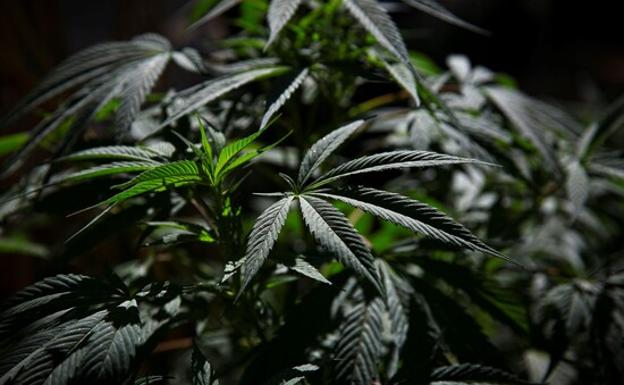 Vista de plantas de marihuana /Carlos ramírez