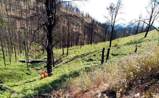 Acaban los trabajos de restauración ambiental en la zona afectada por el incendio de Gran Canaria