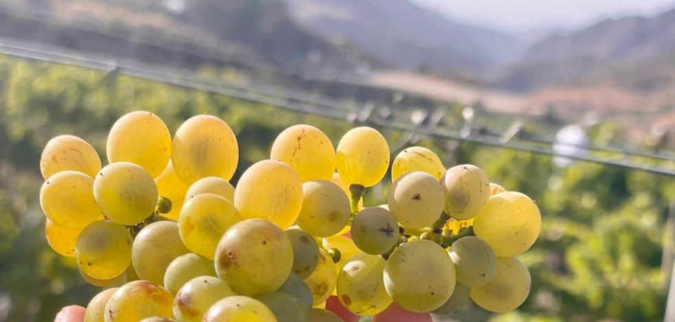 La vendimia de 2021 va por un tercio de las uvas recogidas el verano pasado - Vimarsana News
