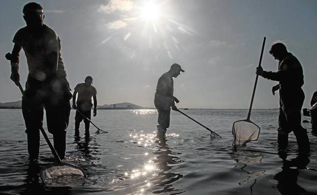Limpieza de peces muertos en playas de La Manga 
