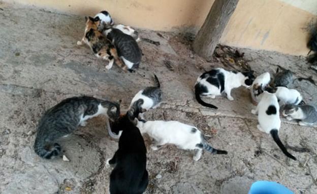 El Pinar lleva a cabo una campaña de esterilización masiva de gatos