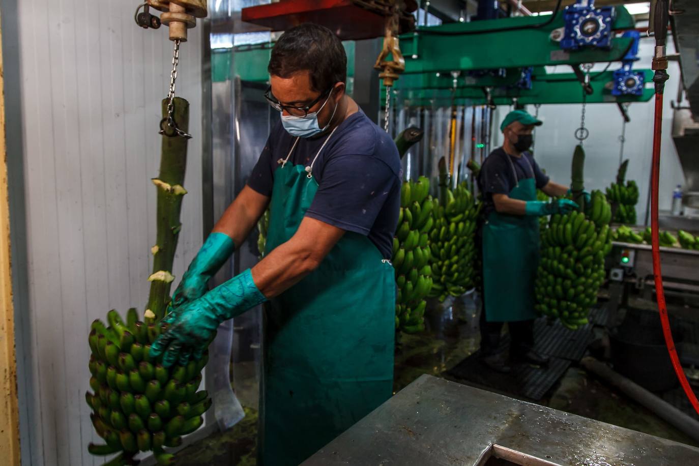 Los productores de plátano rescatan con mucho trabajo parte de la producción