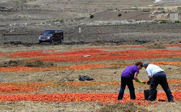 El tomate canario ha perdido cuota de mercado por la competencia con producciones más baratas. / A. SUÁREZ