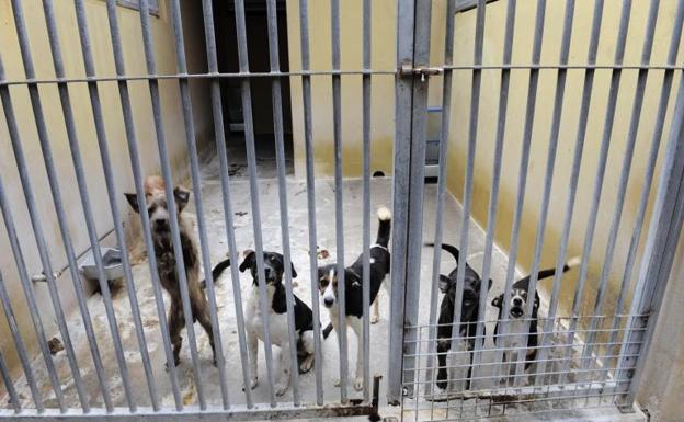 Imagen de archivo de un grupo de perros en el albergue insular de animales. 