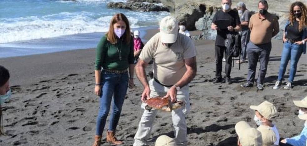 Tres tortugas boba recuperan la libertad en la playa de Ajuy