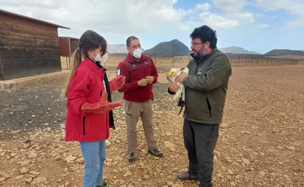 Momento de la liberación del ejemplar con un agente de Medio Ambiente del Cabildo y el personal de la Esación Biológica Doñana-CSIC y Gesplan. /C7
