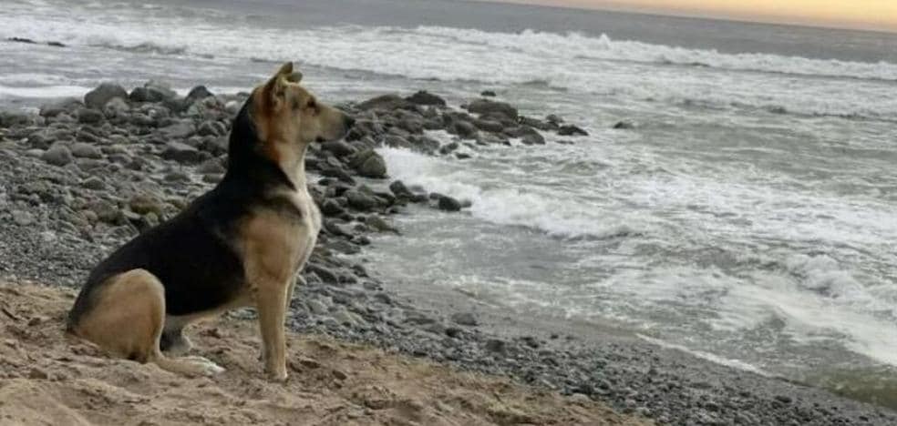 Vaguito, the dog that sits in front of the sea waiting for its deceased owner