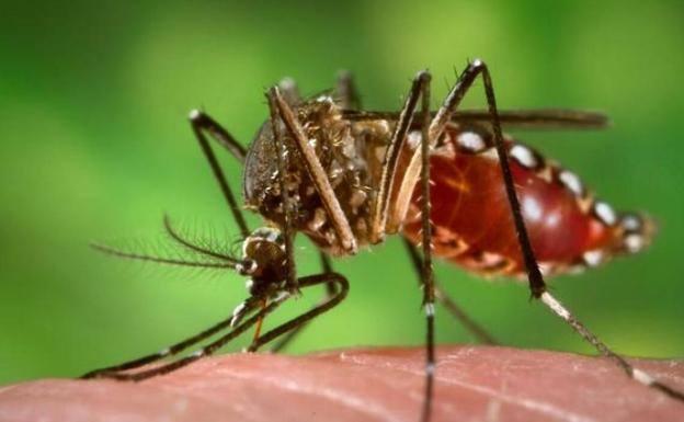 Piden extremar vigilancia para detectar el mosquito Aedes aegypti en La Palma