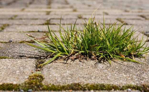 The unjustly called weeds grow in the interstices of the paving stones. 