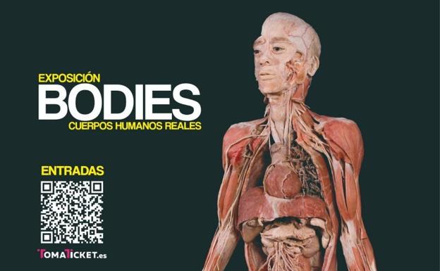 El Elder acoge la exposición internacional 'Bodies, cuerpos humanos reales'