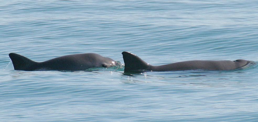 The ten vaquitas that remain could be enough to recover the species