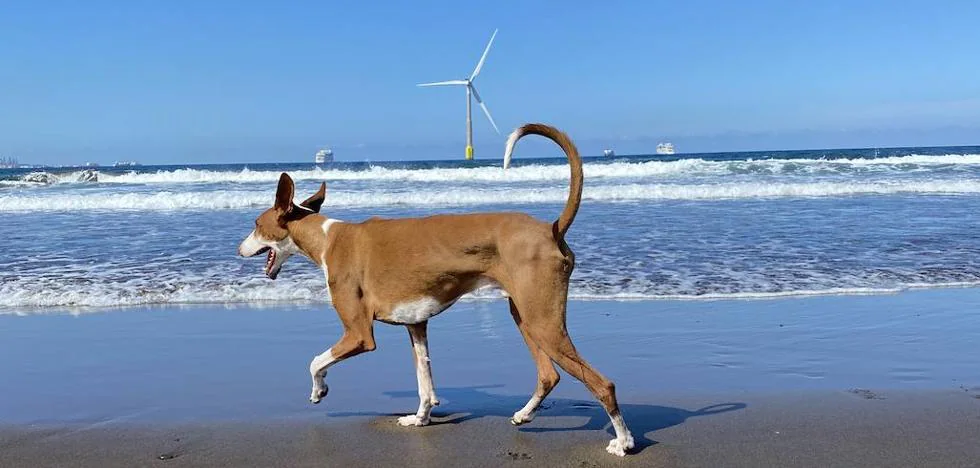 Canary beaches that you can go with your dog