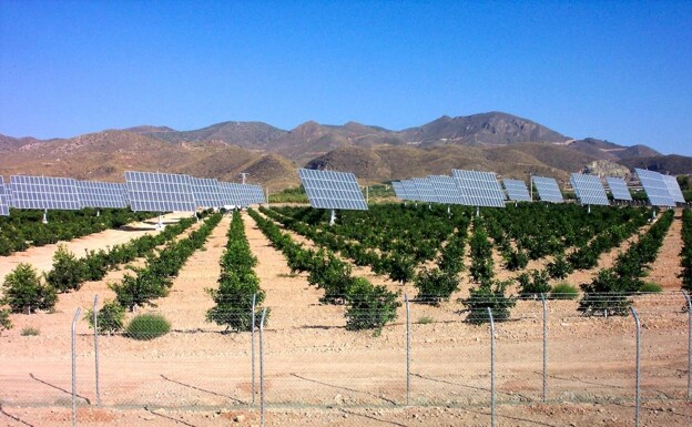 Las placas solares conviven con los cultivos de vid.