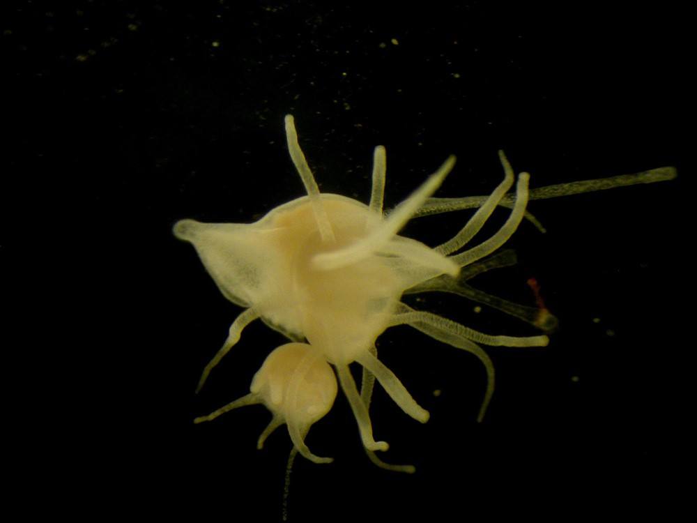 Reproducción asexual de los pólipos de la medusa 'Aurelia aurita'. 