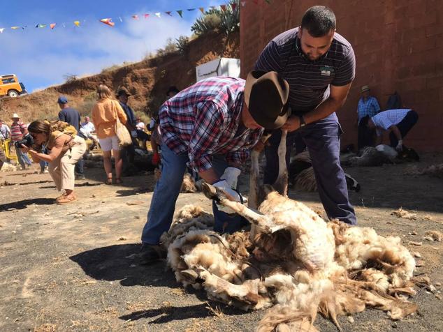 Fiesta de la lana en Caideros de Gáldar