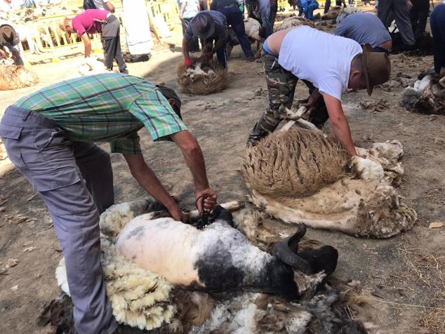 Fiesta de la lana en Caideros de Gáldar