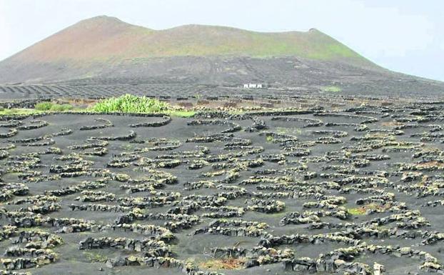 Lanzarote and its volcanic soil. 