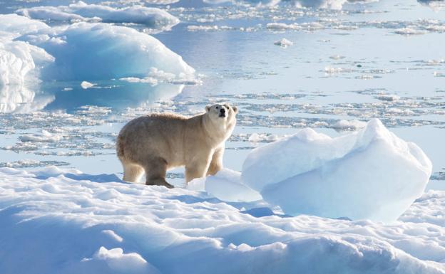 Un oso polar del sureste de Groenlandia sobre un glaciar, o hielo de agua dulce, a 61 grados norte en septiembre de 2016./Laidre et al./Science