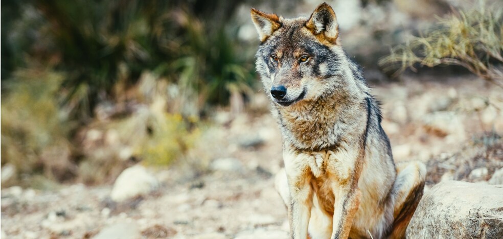 The naturalists take the Cantabrian Executive to the prosecutor for killing wolves