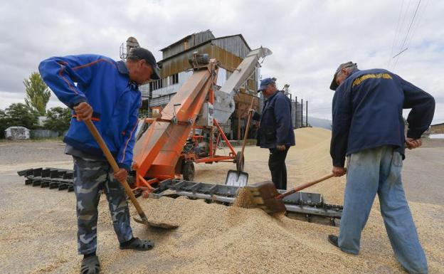 Granjeros ucranianos recogen grano en las inmediaciones de Odesa. 