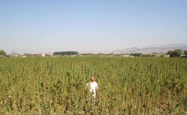 Plantación de cannabis para uso medicinal en Granada.