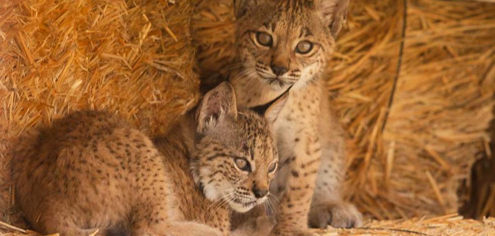 Two lynxes, mother and daughter, jointly raise their cubs