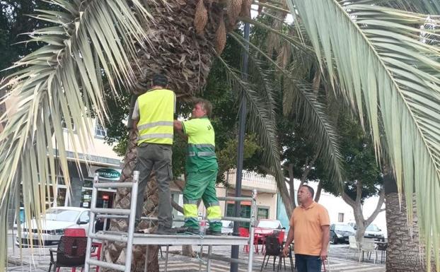 Alexis Alonso, concejal de Parques y Jardines, en los trabajos de colocación de anillos en las palmeras de La Lajita. /C7