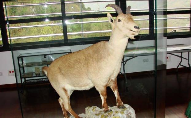 Celia, el último ejemplar de bucardo, que murió aplastada por un abeto, se exhibe disecada en el Centro de Visitantes del municipio de Torla-Ordesa. 