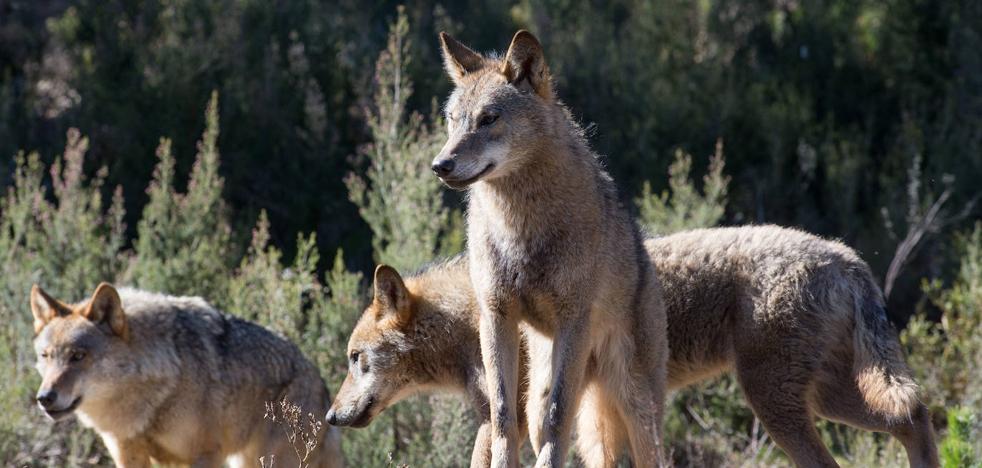 Government and autonomies agree on how it will be possible to hunt wolves in exceptional cases