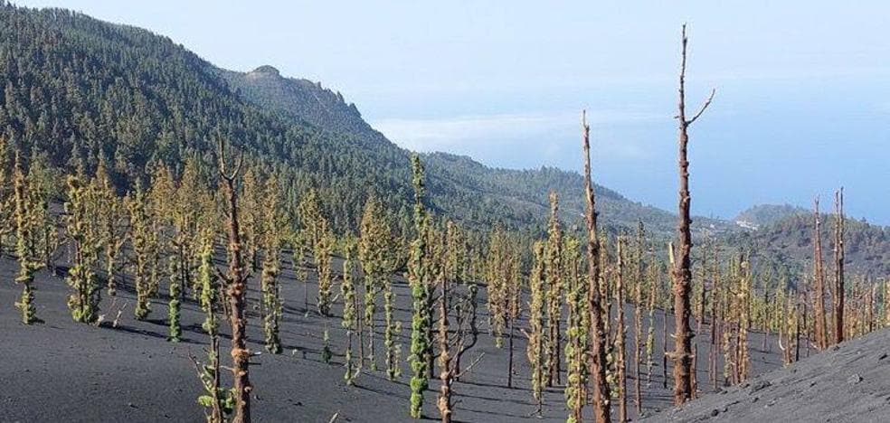 Another miracle of nature: the pines of the La Palma volcano turn green again