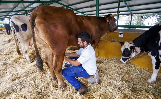 La industria láctea sigue sin abonar lo acordado por litro de leche a los ganaderos. La bajada de precio de las marcas blancas agrava el problema. 