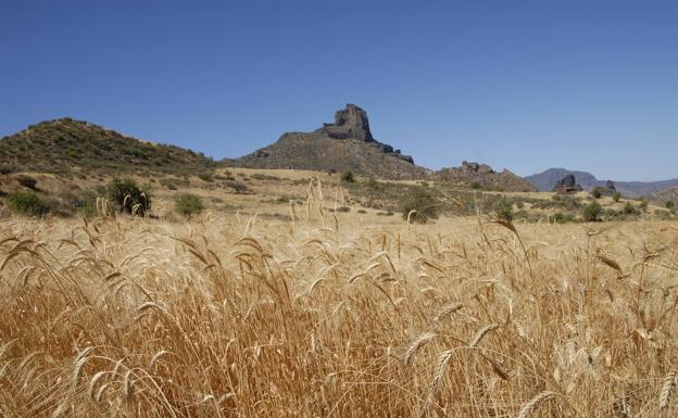 Cereales sembrados en una finca agrícola abandonada de las cumbres como refugio cinegético. 