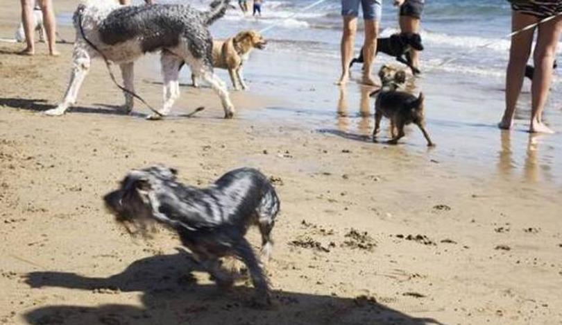 Animal activists demand to go to the beach with dogs because "they are members of the family"