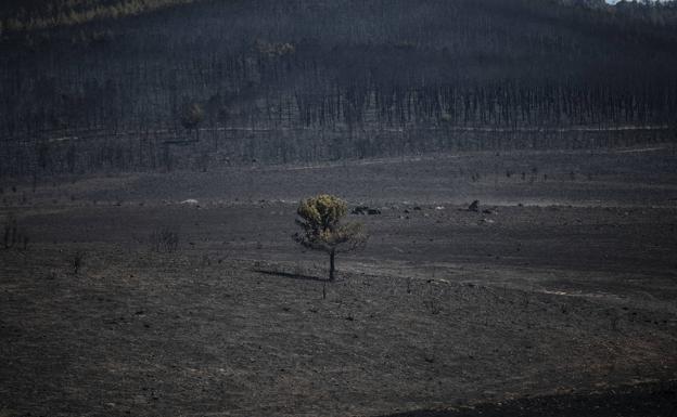 Desolate appearance of one of the tens of thousands of hectares of Sierra Zamora burned by the fire that started on July 17 in Losacio.