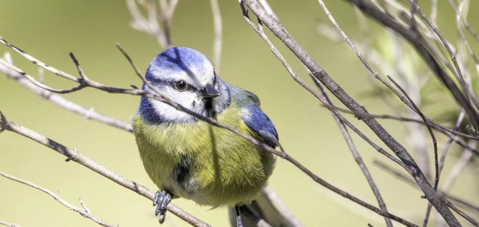 The blue tit pales |  Canary Islands7